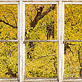 Cottonwood Fall Foliage Colors Rustic Farm Window View Photograph by James BO Insogna Cottonwood Fall Foliage Colors Rustic Farm Window View Photograph by James BO Insogna