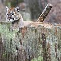 Cougar on a stump Photograph by Flees Photos Cougar on a stump Photograph by Flees Photos