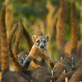 Cozumel Island Coati Cozumel Island Photograph by Kevin Schafer Cozumel Island Coati Cozumel Island Photograph by Kevin Schafer