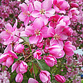 Crab Apple Blossoms Photograph by Aimee L Maher ALM GALLERY Crab Apple Blossoms Photograph by Aimee L Maher ALM GALLERY