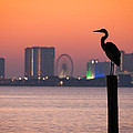 Crane on a Pier Photograph by Tim Stanley Crane on a Pier Photograph by Tim Stanley