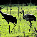 Cranes with Baby Close Behind Painting by George Pedro Cranes with Baby Close Behind Painting by George Pedro
