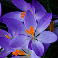Crocus in Spring 2013 Photograph by Tikvah's Hope Crocus in Spring 2013 Photograph by Tikvah's Hope