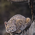 Crouching Bobcat Montana Wildlife Photograph by Dave Welling Crouching Bobcat Montana Wildlife Photograph by Dave Welling