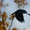 Crow In Flight 4 by Gothicrow Images Crow In Flight 4 by Gothicrow Images