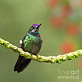 Crowned Hummingbird Photograph by Heiko Koehrer-Wagner Crowned Hummingbird Photograph by Heiko Koehrer-Wagner