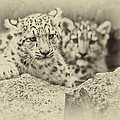 Cubs at Play Photograph by Chris Boulton Cubs at Play Photograph by Chris Boulton