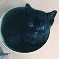 Cup O'Kitty Photograph by Seth Weaver Cup O'Kitty Photograph by Seth Weaver