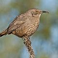 Curve-Billed Thrasher Photograph by Jeff Goulden Curve-Billed Thrasher Photograph by Jeff Goulden