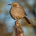 Curve-Billed Thrasher on a Cactus Photograph by Jeff Goulden Curve-Billed Thrasher on a Cactus Photograph by Jeff Goulden
