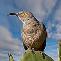 Curve-Billed Thrasher on a Prickly Pear Cactus Photograph by Jeff Goulden Curve-Billed Thrasher on a Prickly Pear Cactus Photograph by Jeff Goulden