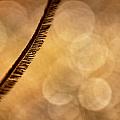 Curve by Lauri Novak Curve by Lauri Novak