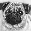 Cute Pug Drawing by Olga Shvartsur Cute Pug Drawing by Olga Shvartsur