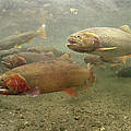 Cutthroat Trout In The Spring Idaho Photograph by Michael Quinton Cutthroat Trout In The Spring Idaho Photograph by Michael Quinton