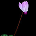 Pink Cyclamen flower Photograph by Michalakis Ppalis Pink Cyclamen flower Photograph by Michalakis Ppalis