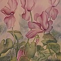 Cyclamen by Heather Gallup Cyclamen by Heather Gallup