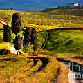 Cypresses of Toscany Photograph by Jaroslaw Blaminsky Cypresses of Toscany Photograph by Jaroslaw Blaminsky