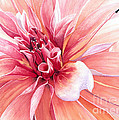 Dahlia Dazzler Painting by Barbara Jewell Dahlia Dazzler Painting by Barbara Jewell