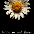 Daisies are not flowers Photograph by Weston Westmoreland Daisies are not flowers Photograph by Weston Westmoreland