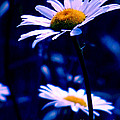 Daisies In The Blue Realm Photograph by Rory Siegel Daisies In The Blue Realm Photograph by Rory Siegel