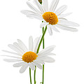 Daisies on white background Photograph by Elena Elisseeva Daisies on white background Photograph by Elena Elisseeva