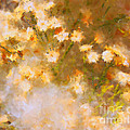 Daisy a Day 21 Photograph by Julie Lueders Daisy a Day 21 Photograph by Julie Lueders