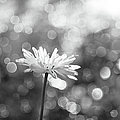 Daisy Rain Photograph by Theresa Tahara Daisy Rain Photograph by Theresa Tahara