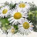 Daisy Watercolor Flowers Mixed Media by Christina Rollo Daisy Watercolor Flowers Mixed Media by Christina Rollo