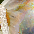 Daisy With Hubble Cosmos by Panoramic Images Daisy With Hubble Cosmos by Panoramic Images