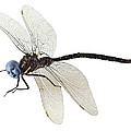 Damselfly by Jim Painter