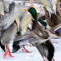 Dancing Ducks Photograph by Holden The Moment Dancing Ducks Photograph by Holden The Moment