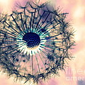 Dandelion 5 Photograph by Amanda Mohler Dandelion 5 Photograph by Amanda Mohler