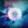 Dandelion Glow Digital Art by Lilia D Dandelion Glow Digital Art by Lilia D