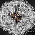 Dandelion head closeup Photograph by Elena Elisseeva Dandelion head closeup Photograph by Elena Elisseeva