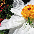 Dandy by Skip Hunt Dandy by Skip Hunt