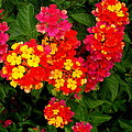 Day Glo Summer Photograph by Rodney Lee Williams Day Glo Summer Photograph by Rodney Lee Williams