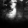 Deep In The Dark Woods Photograph by Theresa Tahara Deep In The Dark Woods Photograph by Theresa Tahara