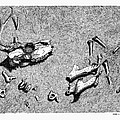 Deer Bones Drawing by Daniel Reed Deer Bones Drawing by Daniel Reed