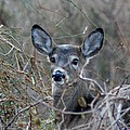 Deer Photograph by Karen Silvestri Deer Photograph by Karen Silvestri