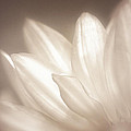 Delicate by Scott Norris Delicate by Scott Norris
