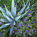 Desert Bluebell And Agave Photograph by Tim Fitzharris Desert Bluebell And Agave Photograph by Tim Fitzharris