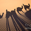 Desert Shadows by Delphimages Photo Creations Desert Shadows by Delphimages Photo Creations