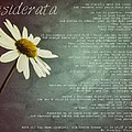 Desiderata with Daisy Photograph by Marianna Mills Desiderata with Daisy Photograph by Marianna Mills