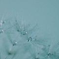 Dew Drops on Dandelion Seeds Photograph by Marianna Mills Dew Drops on Dandelion Seeds Photograph by Marianna Mills