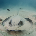 Diamond Stingray Digging In Sand Photograph by Pete Oxford Diamond Stingray Digging In Sand Photograph by Pete Oxford