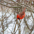 Diving Cardinal Photograph by Holden The Moment Diving Cardinal Photograph by Holden The Moment
