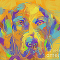 Dog Noor Painting by Go Van Kampen Dog Noor Painting by Go Van Kampen