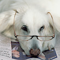 Dog and the News by Yva Momatiuk John Eastcott Dog and the News by Yva Momatiuk John Eastcott