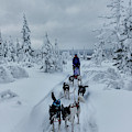 Dogsledding Through The Forest by Johnathan Ampersand Esper Dogsledding Through The Forest by Johnathan Ampersand Esper