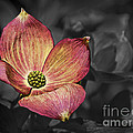Dogwood Bloom Photograph by Ron Roberts Dogwood Bloom Photograph by Ron Roberts